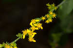 Eared goldenrod